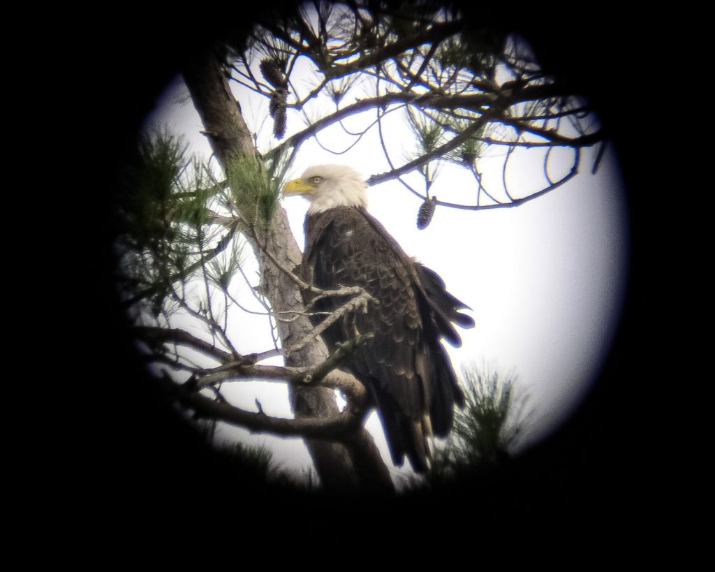 Eagles Overlook US 17 ACE Basin – Segments 1 & 2A Construction